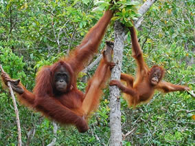 orangutans